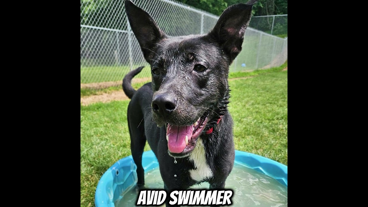 Enlarge Whisper, a Adoptable mixed breed in Metamora, MI video 6/6