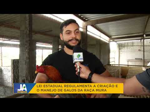 Lei estadual regulamenta a criação e o manejo de galos da raça Mura