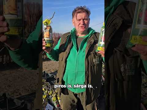 Ha színekre vágysz a kertben, ültess rózsát! videó