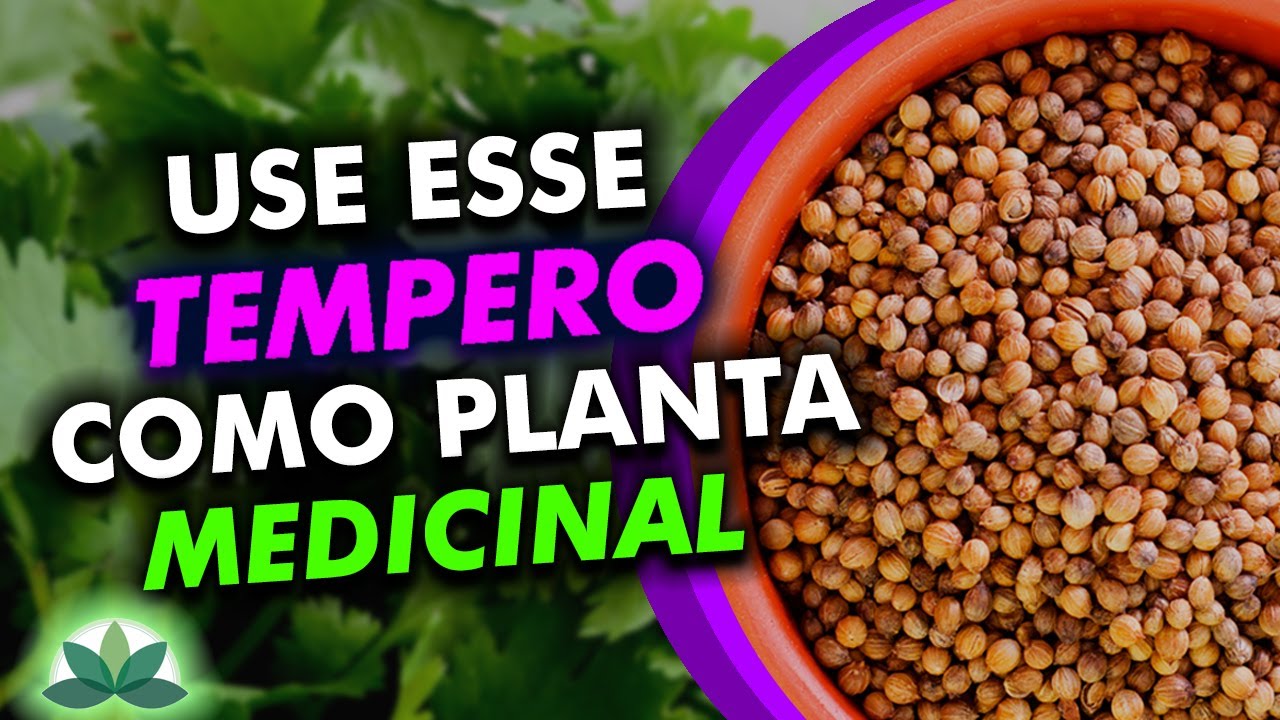 Coentro - Use esse tempero como tratamento medicinal