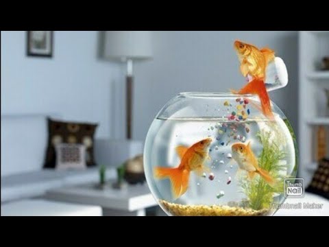 Stop Motion Video🐬🐠🐟