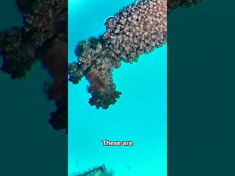 How to grow COPPER METAL under the microscope!