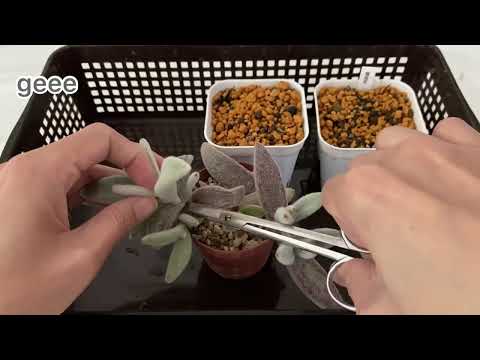 猫耳カランコエ 植物