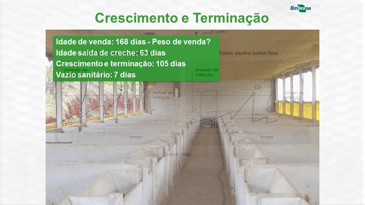 Planejamento da produção de suínos em lotes com vazio sanitário