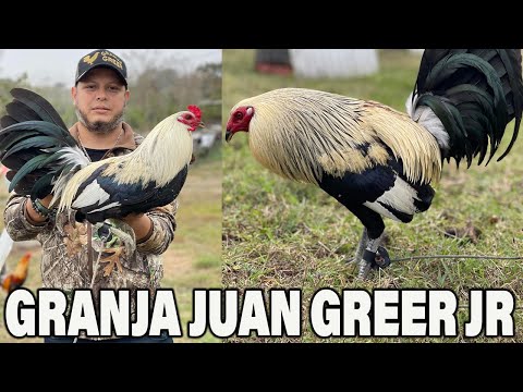 Giro Grey Sweater Radio Kelso GRANJA GREER - Juan Greer Jr