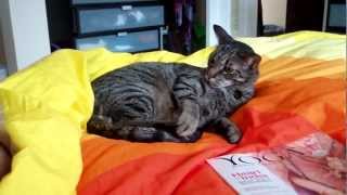 Почему коты ловят свой хвост