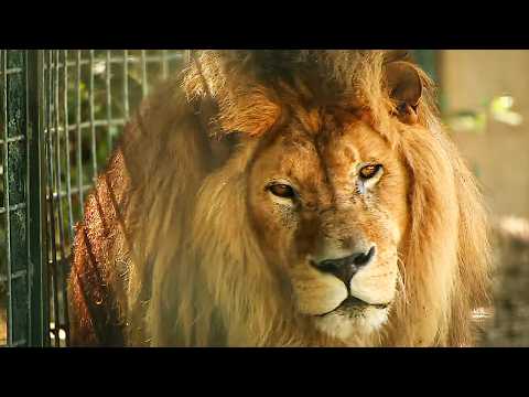 La Palmyre, le zoo le plus visité de France