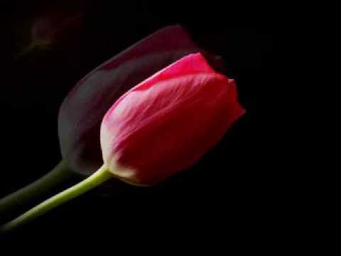 M.Jackowski  &  A.M.Jopek  -  Deszcz