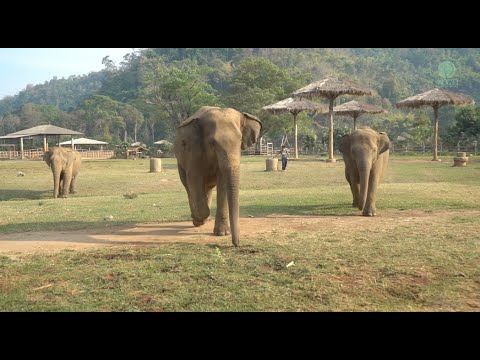 Herd Run To Greeting After Arrival Of Two Rescued Elephants Kham Moon And Pyi Mai - ElephantNews