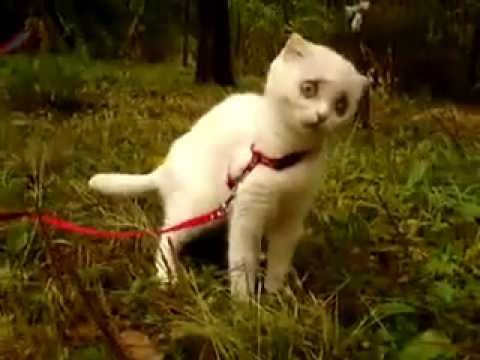 Kitten is VERY shocked after eating grass