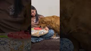 Download lagu Temptation test😂 #watermelon #funny #dogparents #petparents #goldenretreivers #explore #relatable mp3