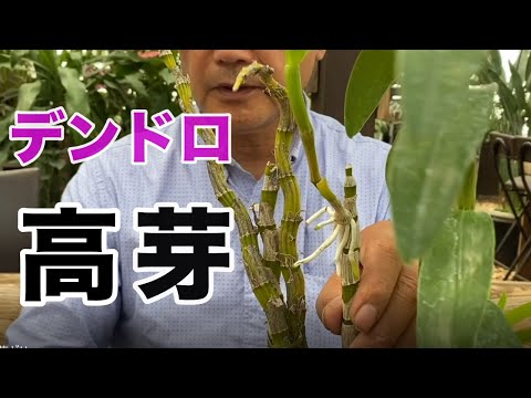 蘭の水やりメンテナンス