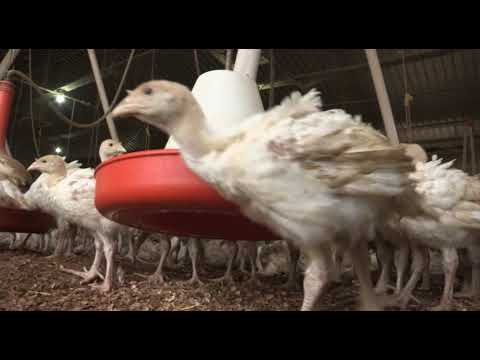 Može bolje ep.58 14.05.2018. - Uzgoj ćuraka