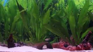 Download lagu Fluval Roma 200 mp3 Download lagu Fluval Roma 200 mp3