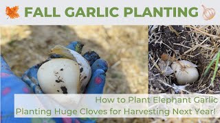 Elephant Garlic | Fall Garlic Planting | How to Plant Huge Garlic Cloves for Harvesting Next Year!