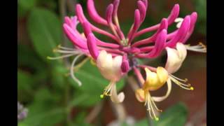 Earl Hines, "Honeysuckle Rose"