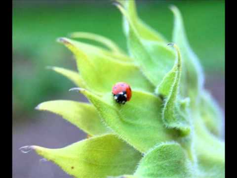 Cyberis(Rysininku Blokas) - Pradzia