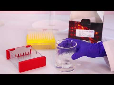 Isolation Of Rosette Cells Teaching Kit