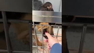 Video preview image #1 Rottweiler-Unknown Mix Puppy For Sale in Hillsboro, NH, USA