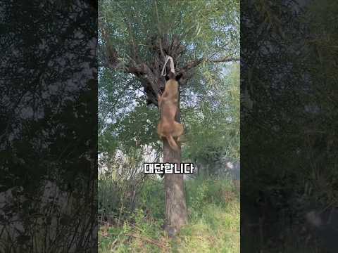 새끼 강아지 구하는 댕댕이의 놀라운 능력 #구조견 #천재견