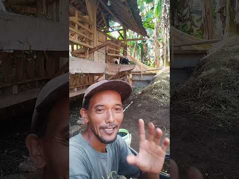 Bakteri AL K,bakteri pengurai kotoran 10x lipat lebih cepat,tanpa bau kandang#ternakdomba #farming