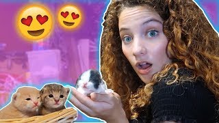 I GOT ANOTHER KITTEN!?!?