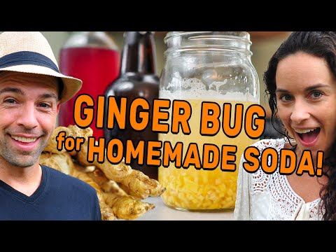 How to Make a Ginger Bug for Homemade Soda | The Fermentation Adventure