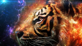 Tiger Kinge のライブ ストリーム