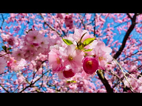 Walk through the Cherry Blossoms || Copenhagen || Denmark #piyalivlogs #cherryblossom