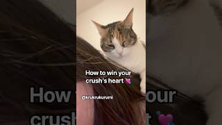 Do you have a crush?😻 #cat #cats #catvideos #katze #ねこ #cute #happycats
