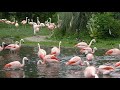 Attempt Display Flight Chilean Flamingos