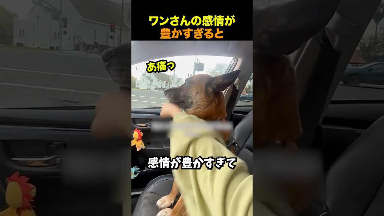 感情が豊かすぎる犬たち