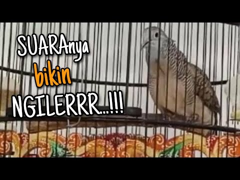 download lagu mp3 mp4 Perkutut Bangkok, download lagu Perkutut Bangkok gratis, unduh video klip Perkutut Bangkok