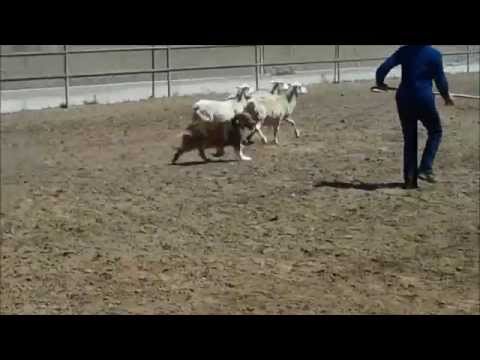 Australian Shepherd Herding #3