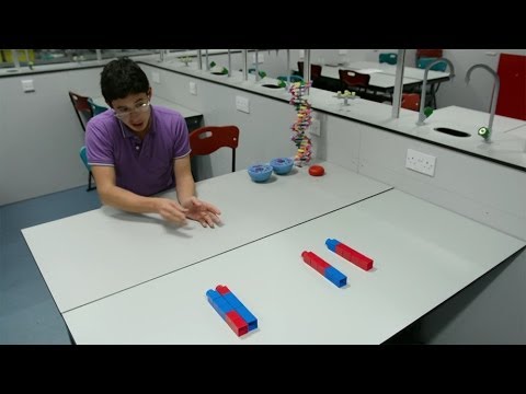 Chromosome 21 - How accidental inheritance can lead to Downs syndrome