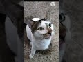Hungry Cat S Loud Excited Meow Knowing He S Gonna Eat Catmeow Porridge Shorts