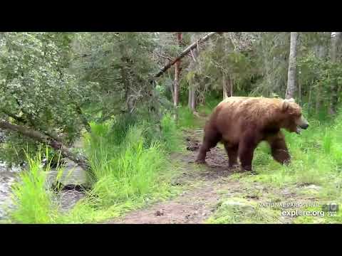 7/8/2022 BFL Warning Graphic!! 39 trying to protect her cubs has Intense fight with 856 Explore.org