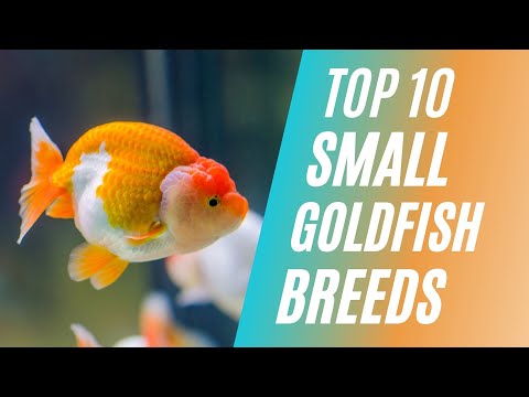 , title : 'Top 10 Small Goldfish Breeds That You Can Keep As Pets'