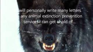 The Beauty of Wolves