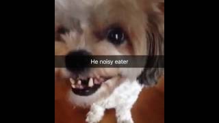 Spot The Noisy Eater