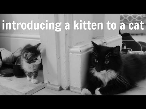 How to Introduce a Kitten to a Cat in 5 Easy Steps