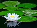Ambal Poove Aniyam Poove ആമ്പല് പൂവേ അണിയം പൂവേ