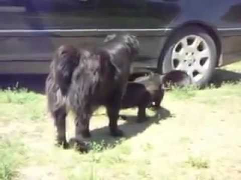 DOGS BREAK UP A CAT FIGHT LOL like ----- Fortafy Danitza Cp hahah i should get a dog