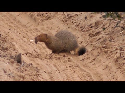 Slender mongoose (Garella sanguinea)
