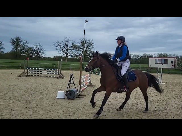 Cavalla PFS Pony Francese da Sella In vendita 2019 Baio ,  Vertigo de Ch&acirc;telain