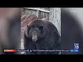 Huge bear ‘Hank the Tank’ has broken into dozens of Lake Tahoe homes as it eludes capture