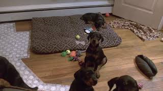 Video preview image #3 Doberman Pinscher Puppy For Sale in MARSHFIELD, MA, USA