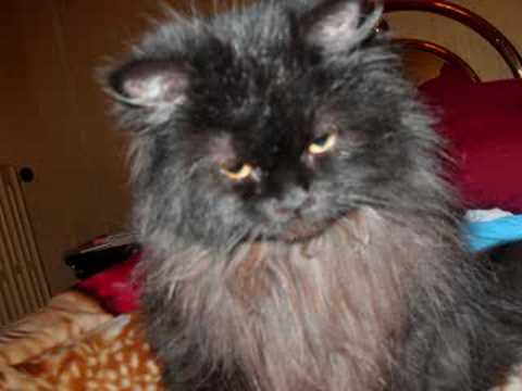 Duchessa: Il gatto più bello di Cingoli