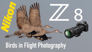 Nikon Z8 Birds in Flight Photography 600 6.3 VR PF Lens!
