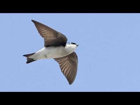 Swallows | Bird Identification Guide